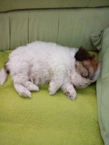 Ši Cu (Shi Tzu) 