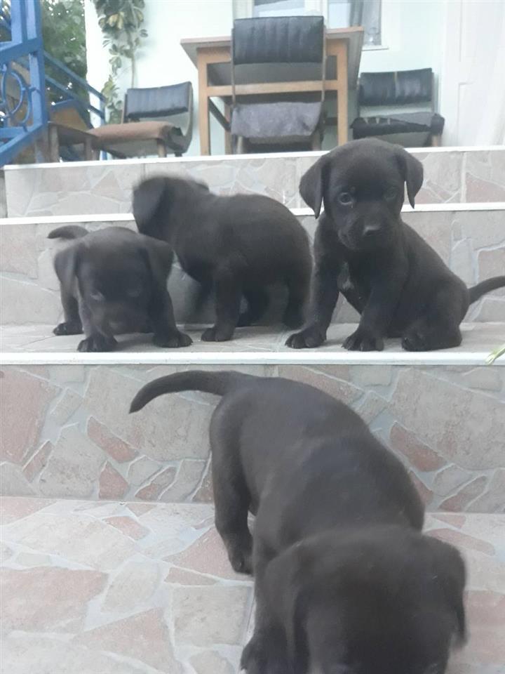 Labrador-stenad