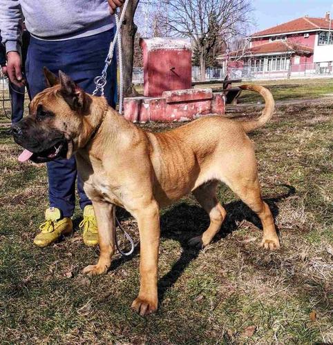 Presa Canario prvo birani!!!!