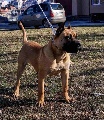 Presa Canario prvo birani muzijak