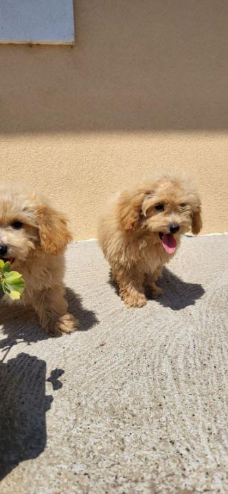 Maltipoo-Bipooo