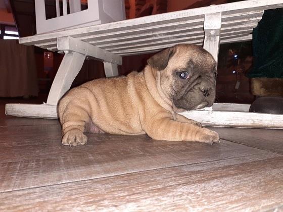 Francuski buldog štenci