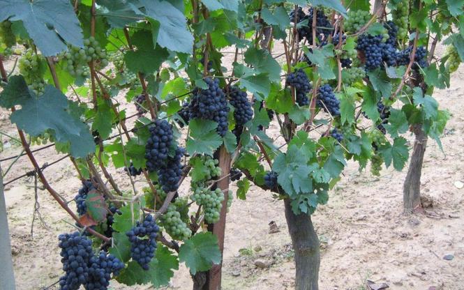Potrebne grupe berača sa grupovođom za Crnu Goru