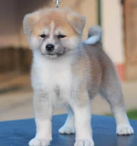 Akita Inu 
