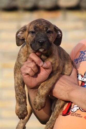 Presa Canario štenci