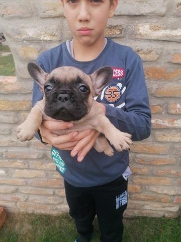Francuski-buldog-štenci