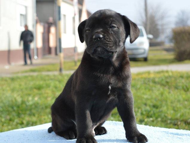 CANE CORSO  stenci vrhunskog porekla