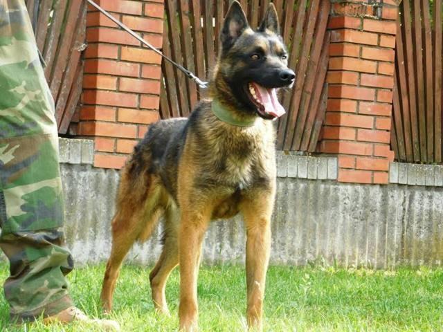 Belgijski ovčar - MALINOA