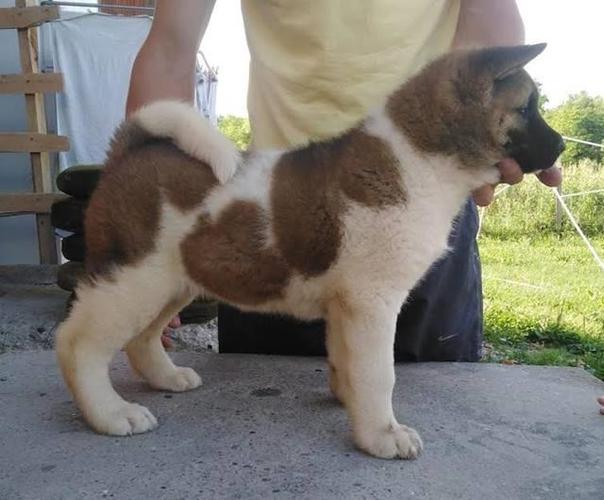Američka Akita 
