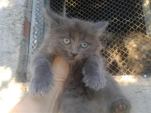 Maine coon i sibirka