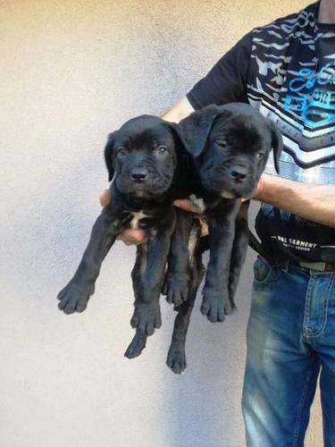Cane corso stenci