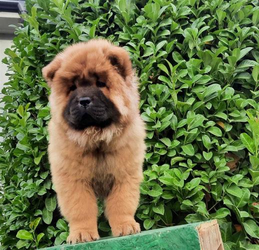 Čau Čau (Chow chow) štenci