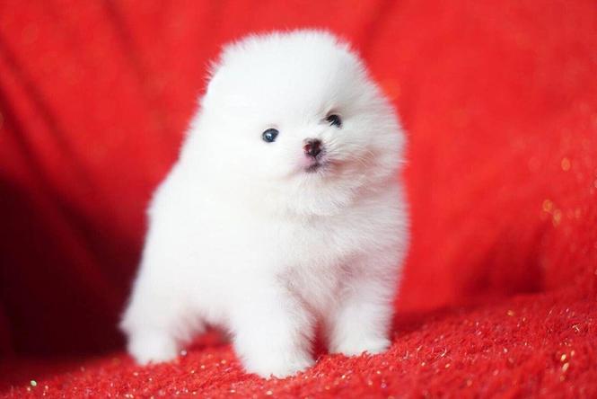 pomeranez e bukur e disponueshme