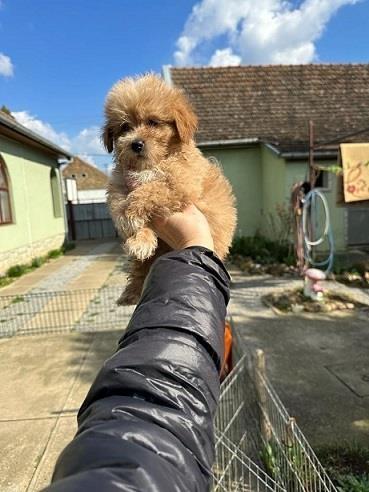 Maltipoo stenci 