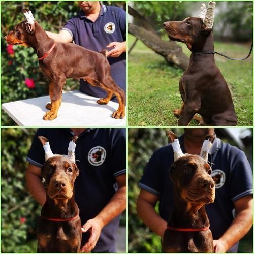 Doberman