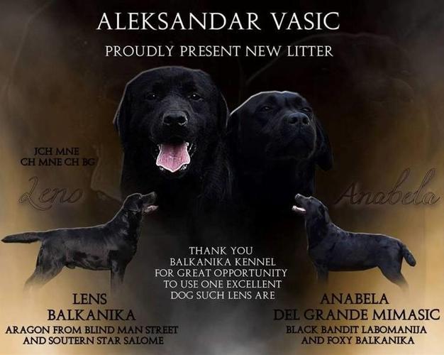Labrador stenci