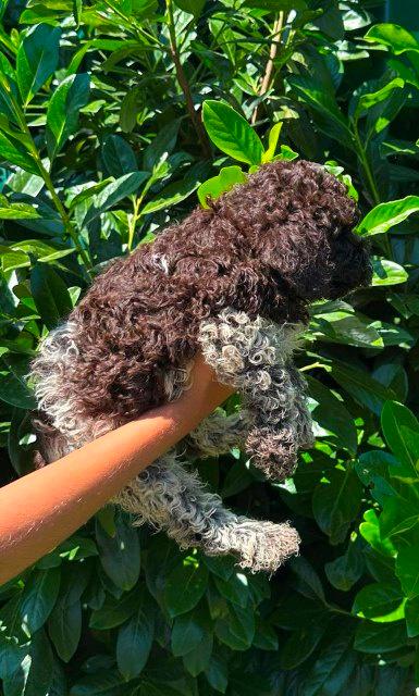 Lagotto-Romagnolo-štenci