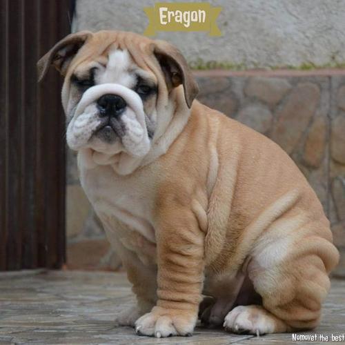 Prelepi štenci ENGLESKOG BULDOGA