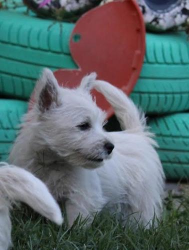 Zapadnoškotski beli terijer - westie
