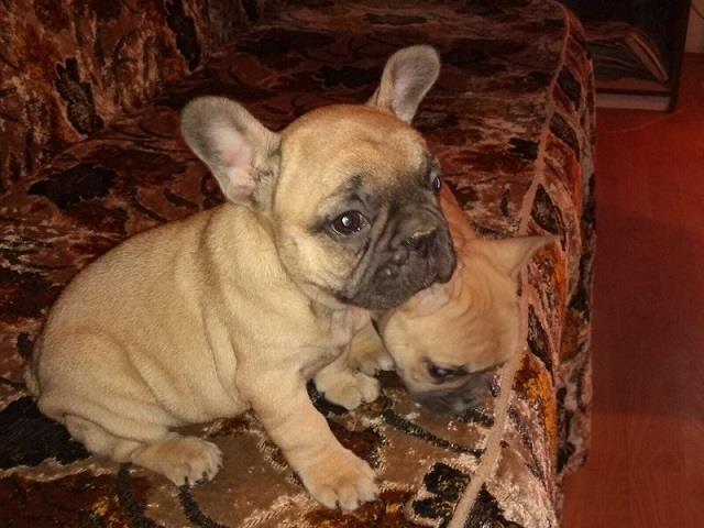 Francuski buldog stenci