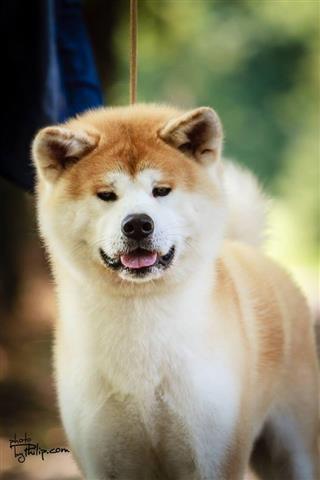 Akita inu