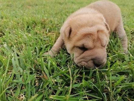Shar pei - šar pej štenci