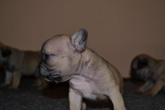 Francuski buldog