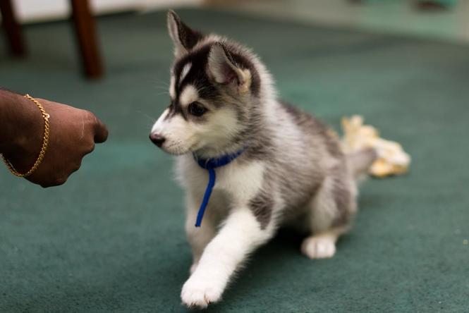 Sibirski husky štenad