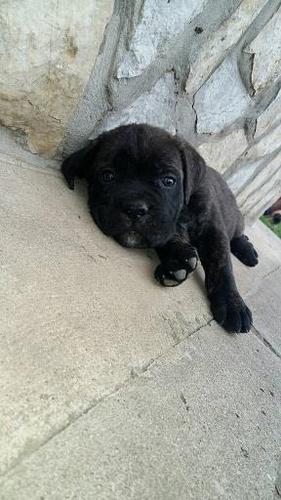 Cane corso štenci