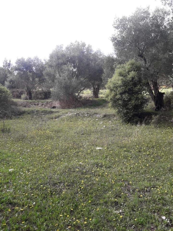 Prodajem-plac-na-ostrvu-Krf