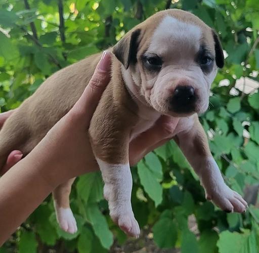 Pitbull štenci