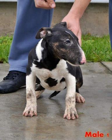 Bull terrier stenci izuzetnog kvaliteta