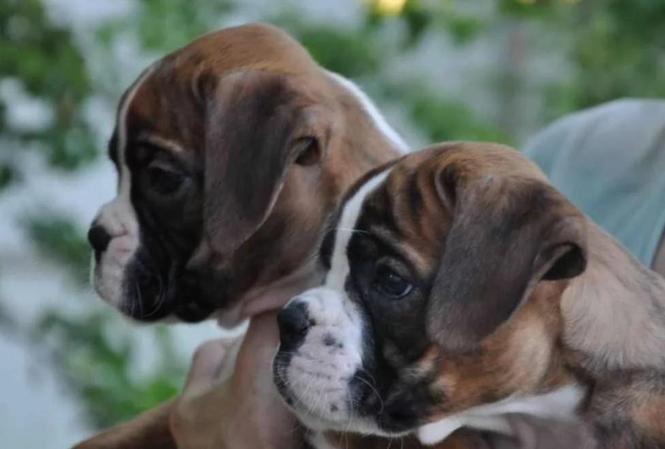 Nemacki boxer i Nemacki ovcar stenci