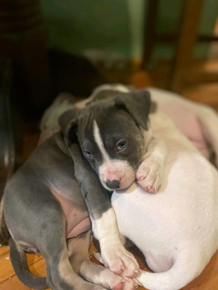American-bully-štenci---vrhunski-kvalitet