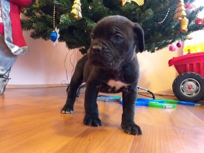 Cane corso stenci