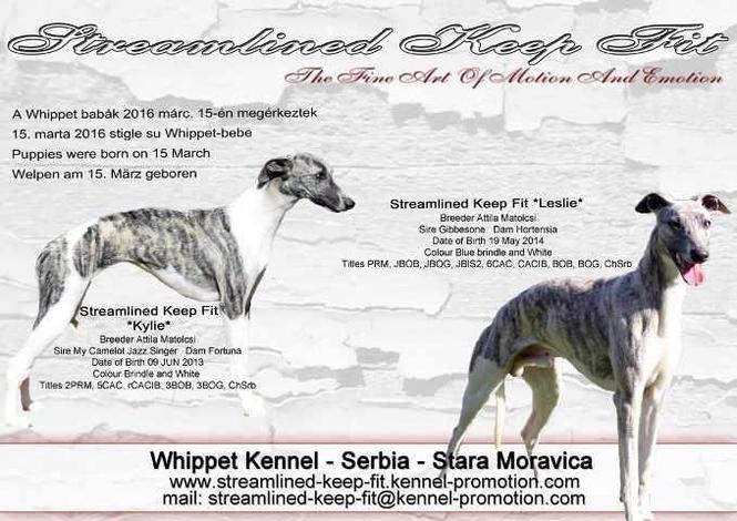 WHIPPET - mali engleski hrt, stenci