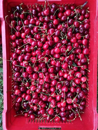 Tresnje&#55356&#57170