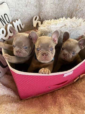 Francuski-buldog-ISABELA-TEN