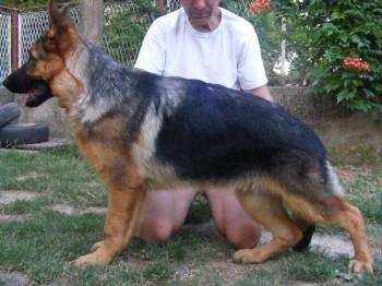 Štenad Nemačkog ovčara