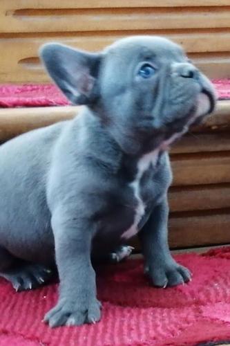 Francuski buldog stenad