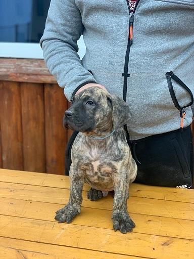 Presa-Canario-štenci