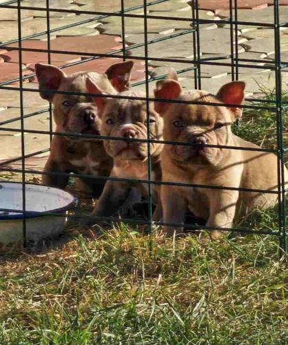 American Bully pocket i egzotic u lilac i coko boji