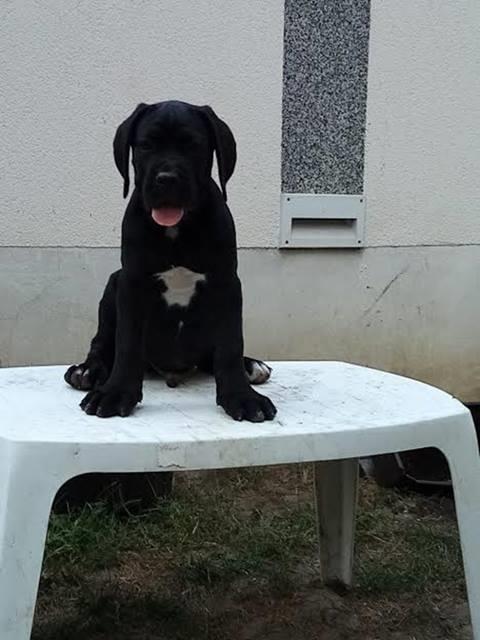 Cane-Corso