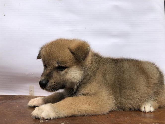 Japanska akita