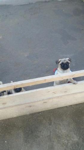 Mops stenci