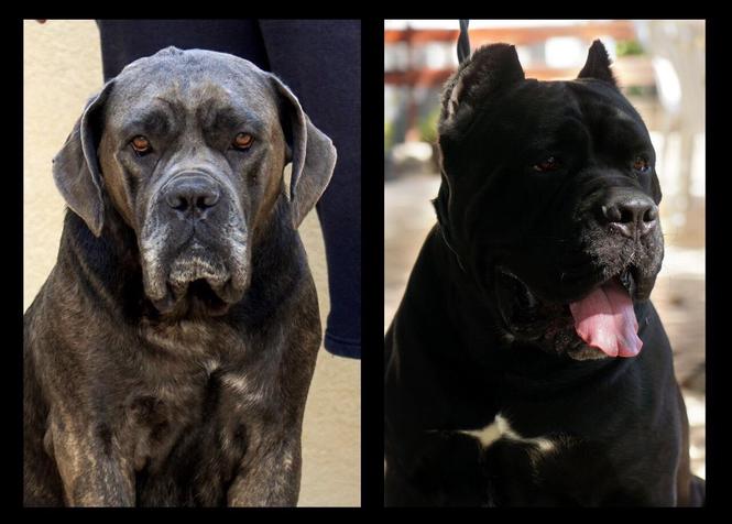 Cane corso štenci