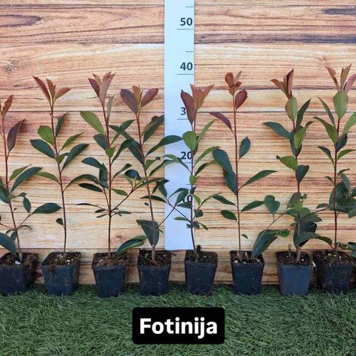 Fotinija - Crvena živa ograda
