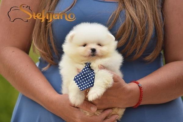 Pomeranac-Boo--Tea-cup-štene-