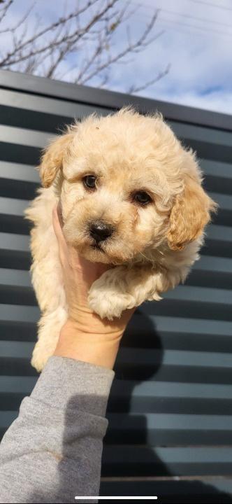 Maltipoo--bipoo