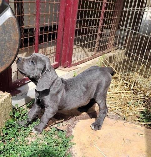 Cane Corso štenci